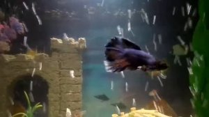 Рыба телескоп и петушок .??