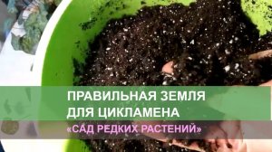 Грунт для перевалки и пересадки. Альпийская фиалка и другие цветы