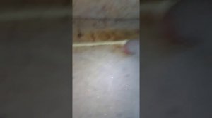 свинарник каркасник 1 из 2