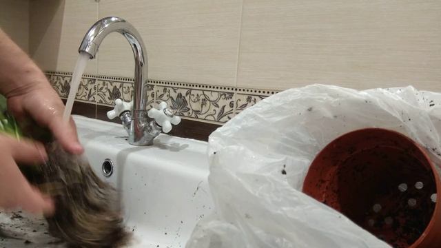 Спатифиллум. Посадка в фитофильтр.