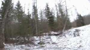 охота с русскими гончими. гона 8 часов .18 .11. 21