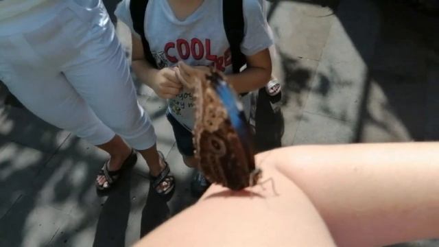 Сочи. Дендрарий Ч.1 (Сад бабочек, Мавританская беседка) смотреть онлайн