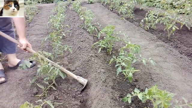 Окучивание помидор как когда и нужно ли