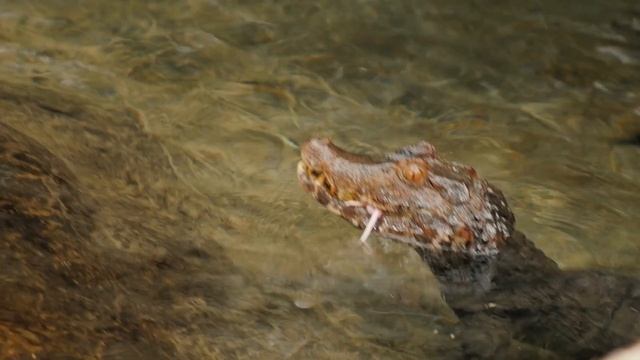 Amazon Animals 4K | Wild Life | Amazon Rain forest смотреть онлайн