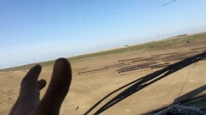 Купирование (обрезка) хвоста у ягнят