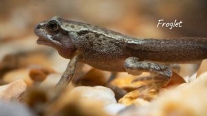 Frog Life Cycle For Kindergarten - Life cycle Of A Frog For Kids