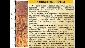 Каштановые почвы
