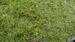 Т16 МГ КРАТКИЙ ОБЗОР КОСИЛКИ И КОСЬБА ОГОРОДА - часть 1