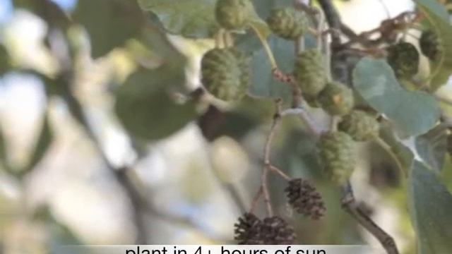 Alnus glutinosa Black Alder смотреть онлайн