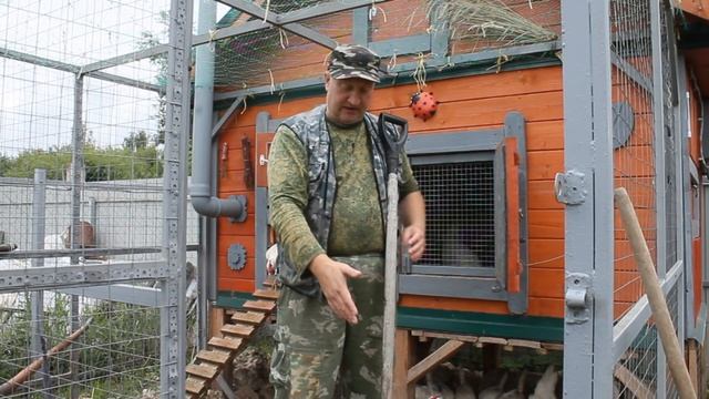 Здоровая подстилка на выгуле для кур несушек. смотреть онлайн