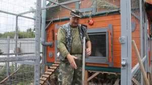 Здоровая подстилка на выгуле для кур несушек.