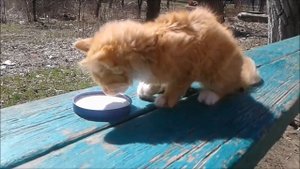 Кормим бездомного котёнка