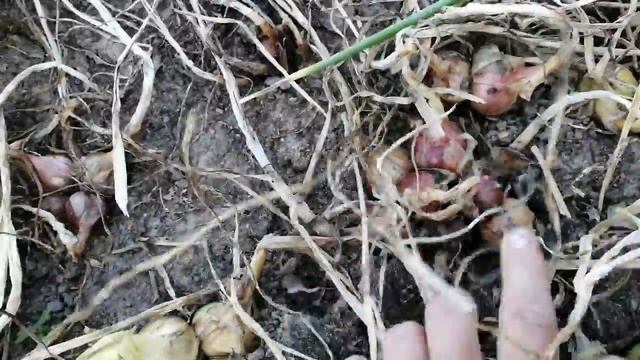 Лук-шалот в простонародье СЕМЕЙКА. смотреть онлайн