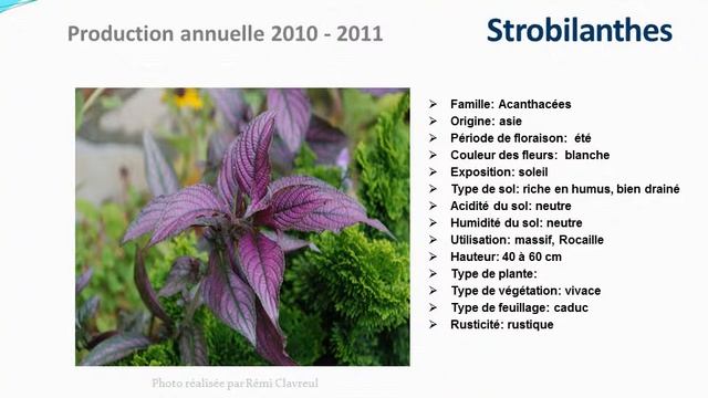 Strobilanthes: plante vivace смотреть онлайн