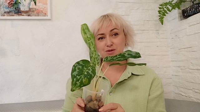 АРОИДНЫЕ / АГЛАОНЕМЫ /ОБЗОР
