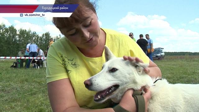 Традиционная выставка собак охотничьих пород прошла в Городецком районе