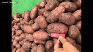 НОВЫЕ УРОЖАЙНЫЕ СОРТА КАРТОФЕЛЯ 2024. С НИМИ ВЫ НЕ ОСТАНЕТЕСЬ БЕЗ УРОЖАЯ!