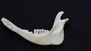 Строение и видовые особенности нижней челюсти