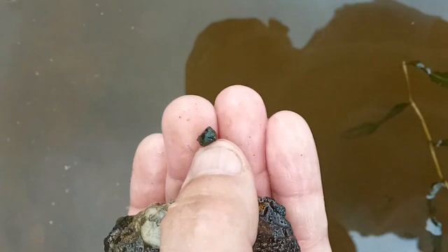 Улитки Теодоксусы( Theodoxus) Сбор дикарей и их карантин смотреть онлайн