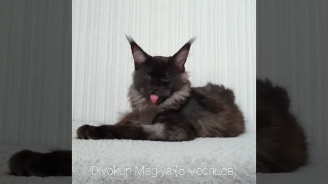 ДивоКун Магия (5 месяцев) Кошка Мейн кун черный дым (MCO ns) смотреть онлайн
