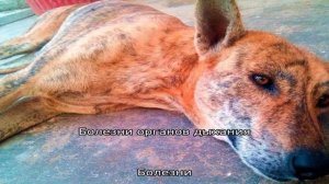 Болезни собак