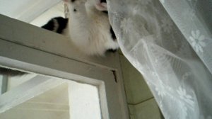 Кот задвигает шторы