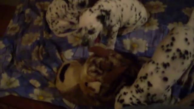 Щенки далматинца 1 месяц,проверили на звуки, глухоту.