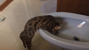 Bengal Cats Playing with Bidet Water