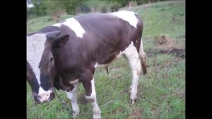 Рацион кормления бычков в 1год 2месяца: пастбище