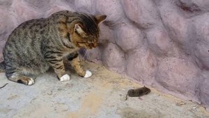 Кот поймал мышь и играет с ней.