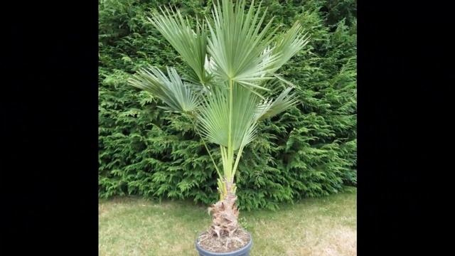 Пальмовые Арековые2 Декоративные растения смотреть онлайн