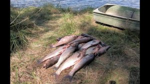 ?Неужели? Толстолобик клюёт ? постоянно????. Ну очень вкусный рецепт плова.))