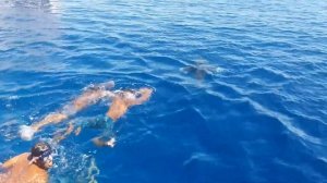 Во время погружения приплыла акула,Египет Красное море