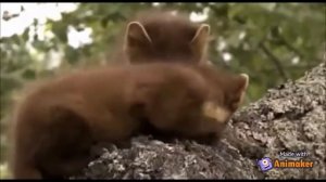 Биология. 8 класс. Пушные хищные звери. Лесная куница.