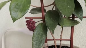 Хойи! Purpureofusca - первое цветение? Хойи: graveolens и magnifica.