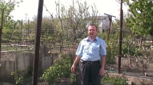 Обзор перезимовки не укрывных сортов винограда