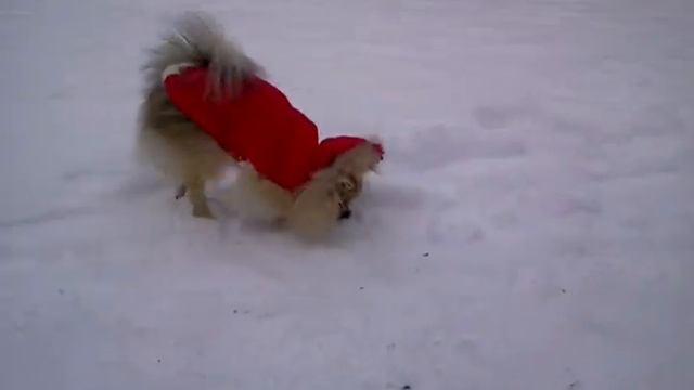 Собака хавает снег смотреть онлайн