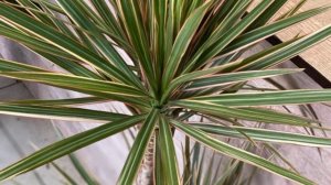 Как ухаживать за Драценой в домашних условиях. Особенности выращивания комнатной пальмы.