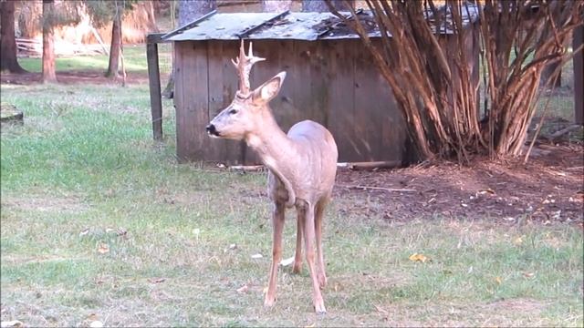 Охота на косулю. Одно удовольствие смотреть онлайн