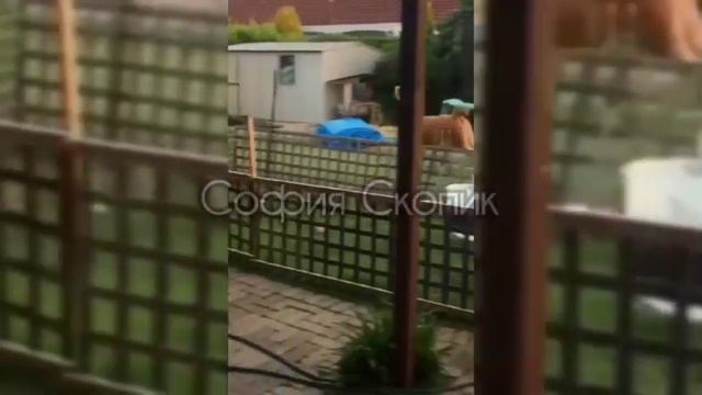 🐎 Смешные и милые животные ч. 2 🐎 смотреть онлайн