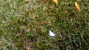 Angry Birds Cinematic Trailer, Plush Edition