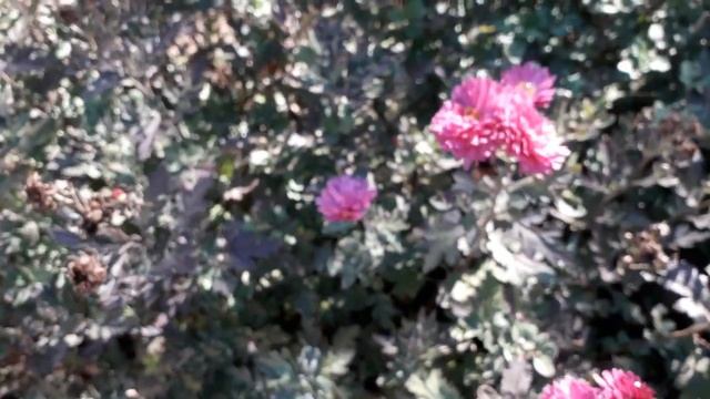 Сентябринки цветут. смотреть онлайн