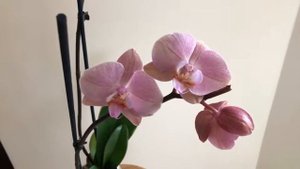 ОРХИДЕЯ  "РИМ"