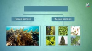 Высшие споровые растения