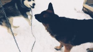 Хаски против немецкой овчарки!