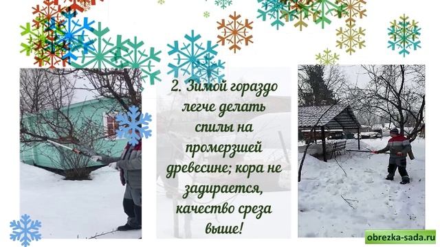 Обрезка плодовых деревьев зимой