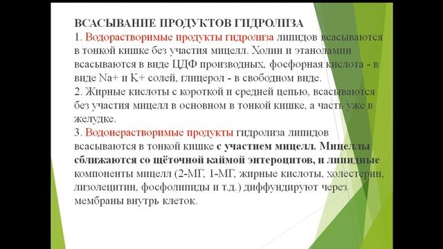 Переваривание липидов смотреть онлайн