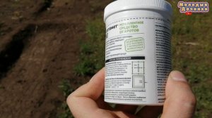 Экологичное средство от кротов на даче. Просто и эффективно.