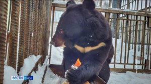 В Большереченском зоопарке из спячки вышел гималайский медведь Малыш