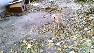 Злая собака на цепи лает на прохожих - настоящий сторожевой пёс